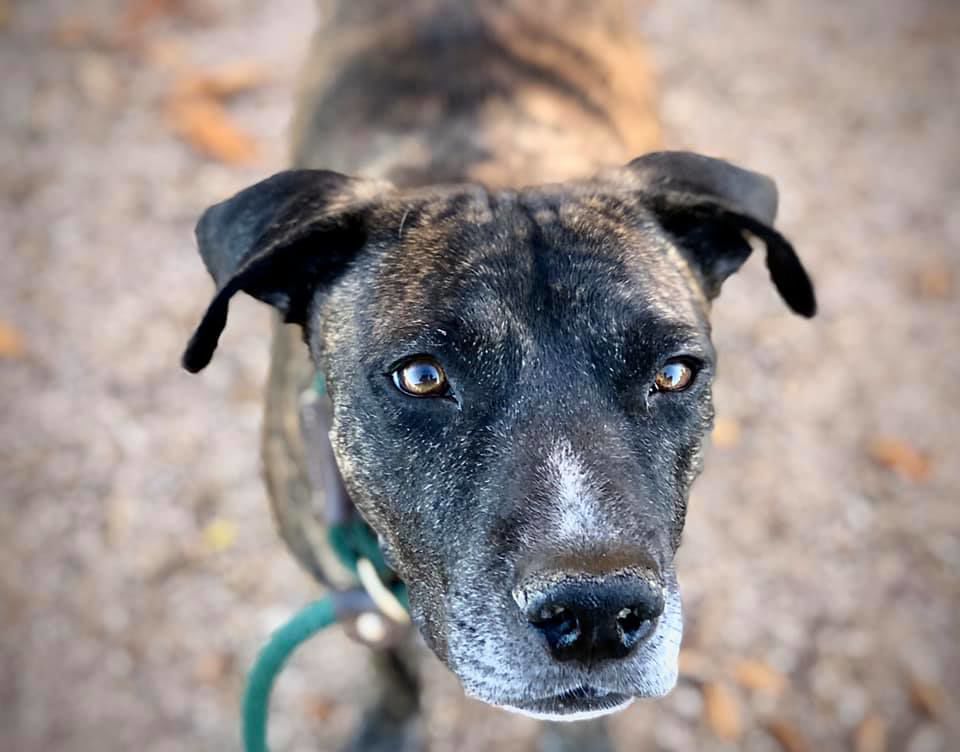 Adopt a friend: Bugatti